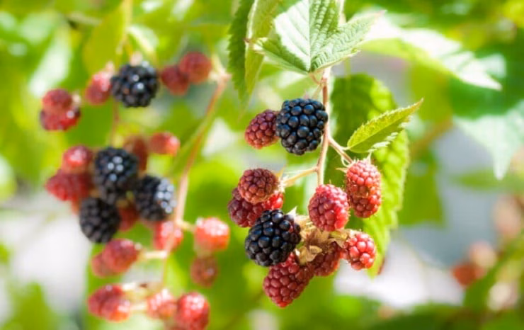 Việc bổ sung thường xuy&ecirc;n c&oacute; thể hỗ trợ duy tr&igrave; độ đ&agrave;n hồi, hạn chế t&igrave;nh trạng da xỉn m&agrave;u theo thời gian.