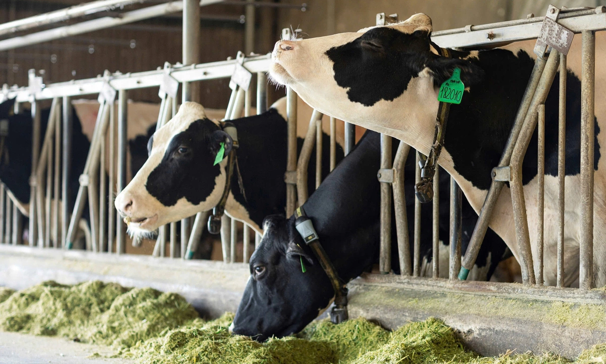 Vinamilk Green Farm A2 đạt Clean Label Project – Tiêu chuẩn tinh khiết Mỹ