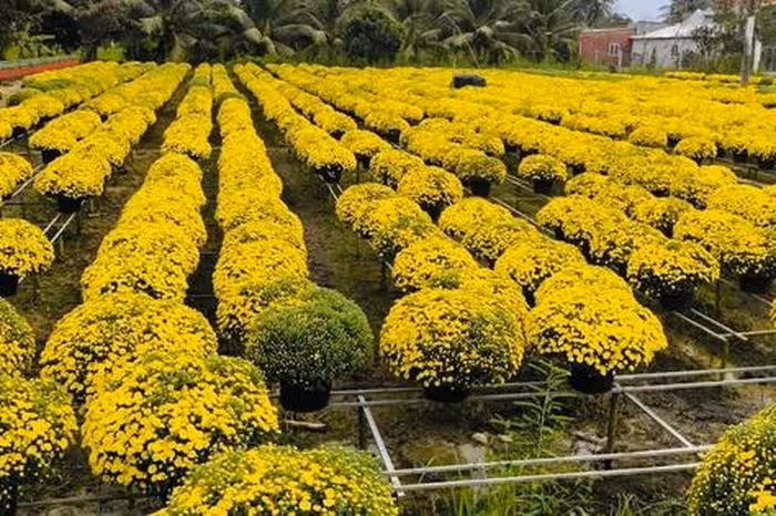 Vĩnh Long hỗ trợ tiêu thụ 300.000+ chậu cúc mâm xôi nở sớm
