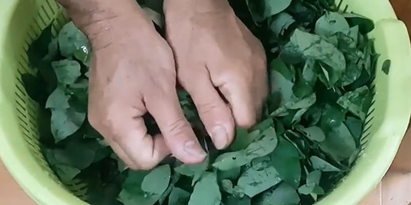 Bí quyết vò rau ngót: Vì sao và cách làm để canh mềm, ngọt, dễ tiêu hoá