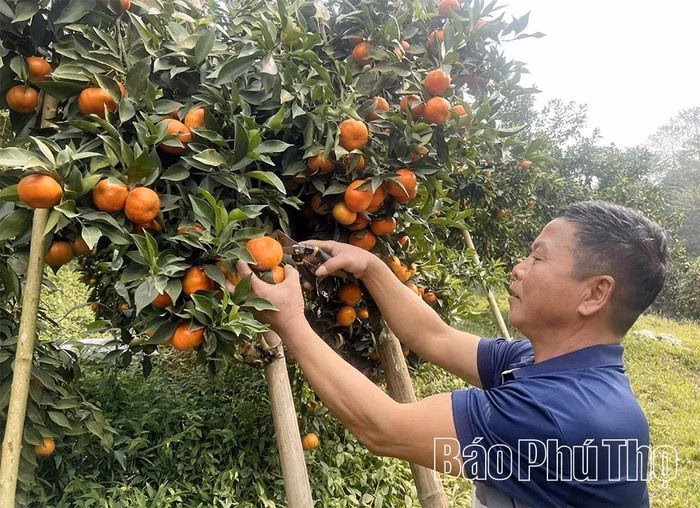 Vườn cam Canh v&agrave; cam l&ograve;ng v&agrave;ng hữu cơ