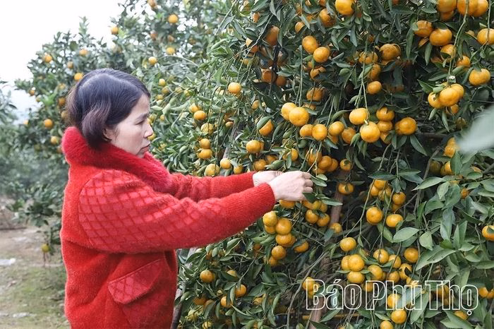 Vườn cam, qu&yacute;t của gia đ&igrave;nh b&agrave; Đặng Thị Yến, khu C&oacute;n