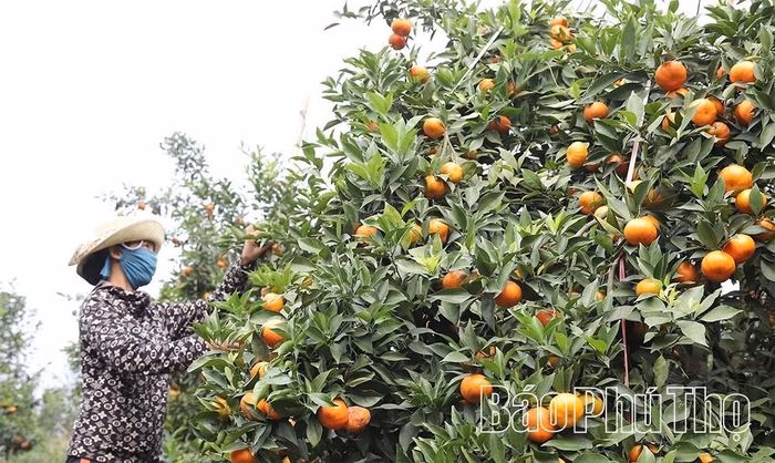 Vườn cam, qu&yacute;t cung cấp cho c&aacute;c tỉnh miền Bắc