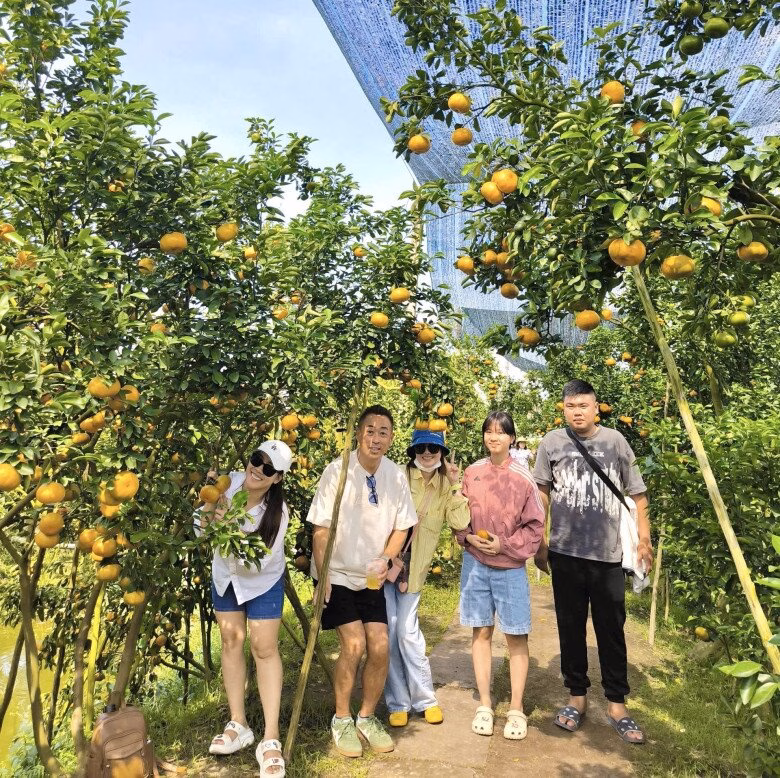 Vườn qu&yacute;t hồng Lai Vung trong m&ugrave;a thu hoạch, kh&aacute;ch du lịch đ&ocirc;ng đảo chụp ảnh