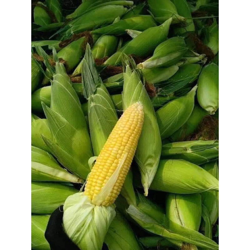 Làm sao để ngô ngọt nướng không bị khô và vẫn giữ được độ giòn khi thả lẩu?