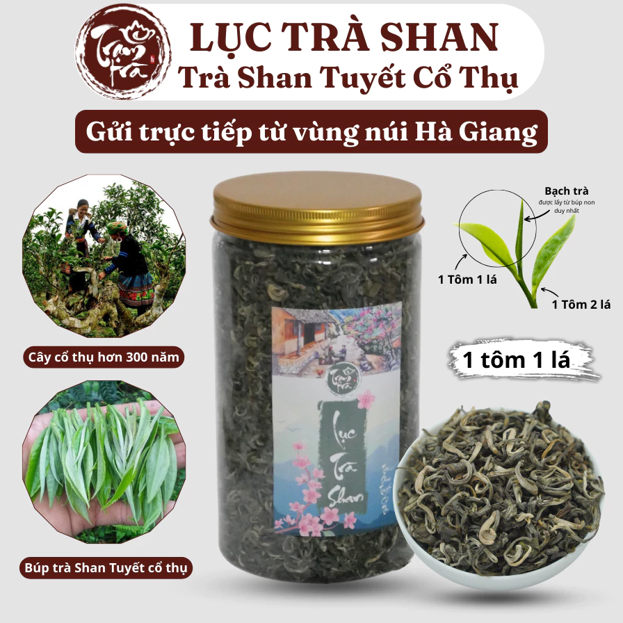 Lục Trà Shan Tuyết Cổ Thụ – Bí Quyết giúp tôi vượt qua mùa hè không cần điều hòa