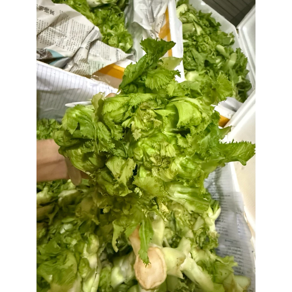 Làm thế nào để bảo quản cải mầm đá Sapa tươi ngon trong 1 tuần?