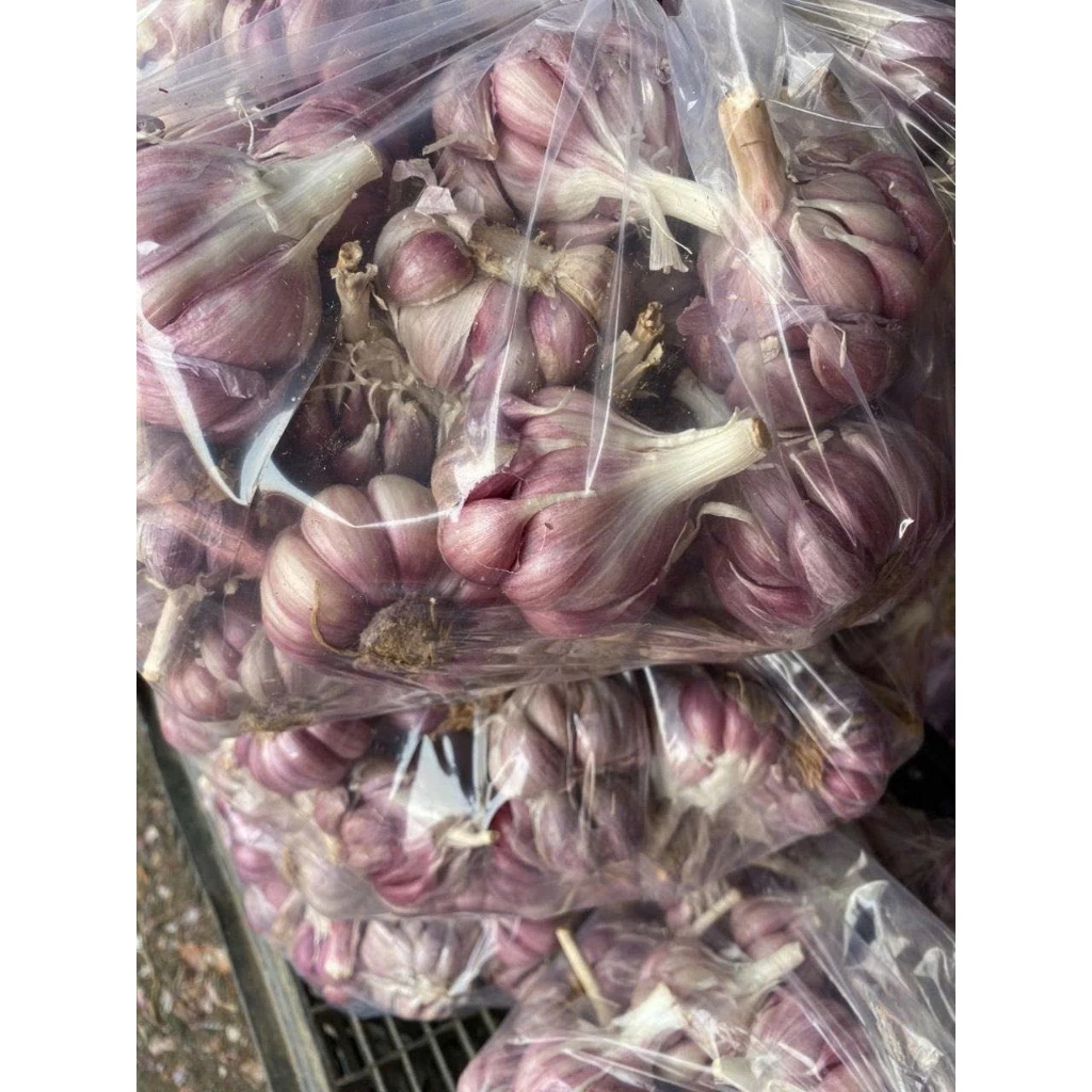 “Tỏi tím Đà Lạt có thực sự tốt cho sức khỏe như lời đồn?”