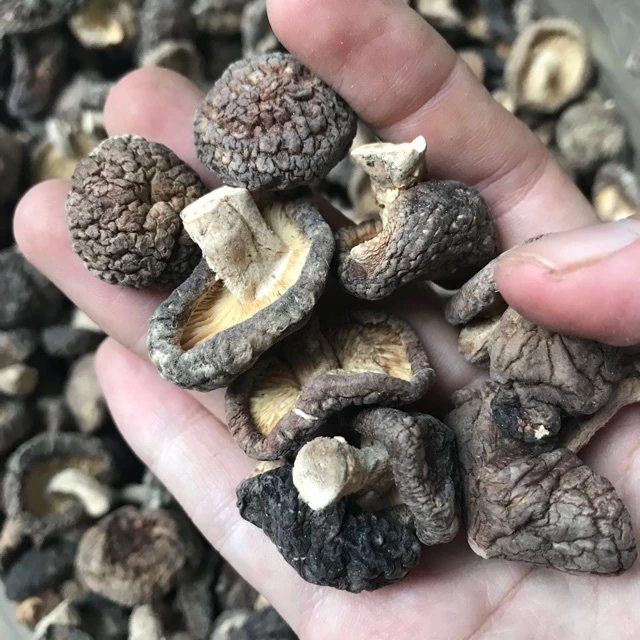 Làm thế nào để phân biệt nấm hương rừng Tây Bắc thật và giả để làm nem rán, thịt kho chuẩn vị?