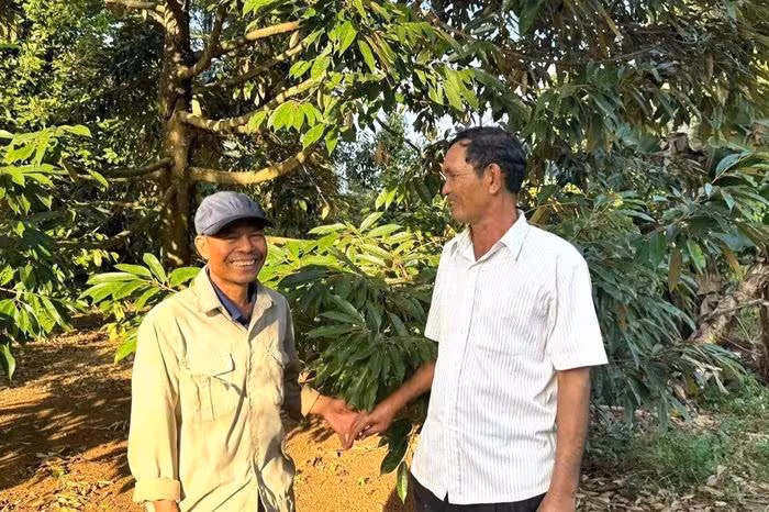 Xen canh ba cây: Cư Dlue từ vùng khó khăn thành điểm sáng kinh tế