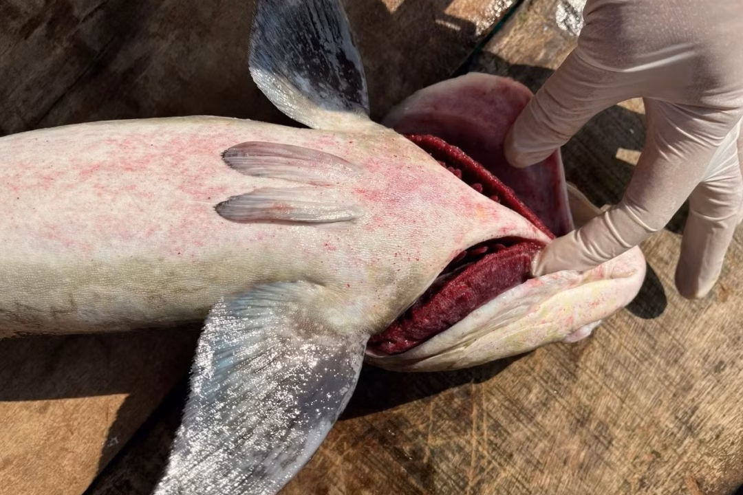 Cá bớp tại Lý Sơn chết hàng loạt do nhiễm vi khuẩn Vibrio spp Hình ảnh cá bớp nuôi lồng bè tại Lý Sơn bị chết hàng loạt gây thiệt hại nặng nề