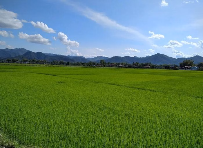 Cánh đồng lúa trổ đòng tháng 4 xanh mướt