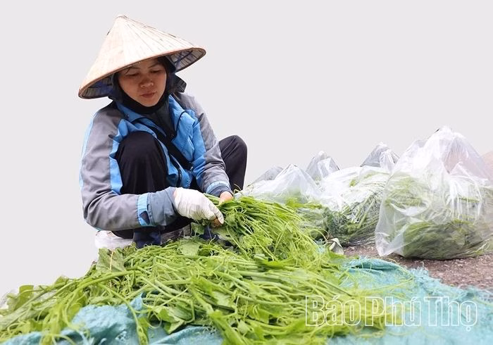 Cảnh quan những gi&agrave;n su su xanh mướt tại Tam Đảo