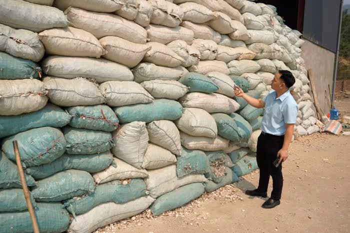 Giá sắn 2025-2026 tăng phi mã: Cơ hội vàng cho nông dân vùng cao