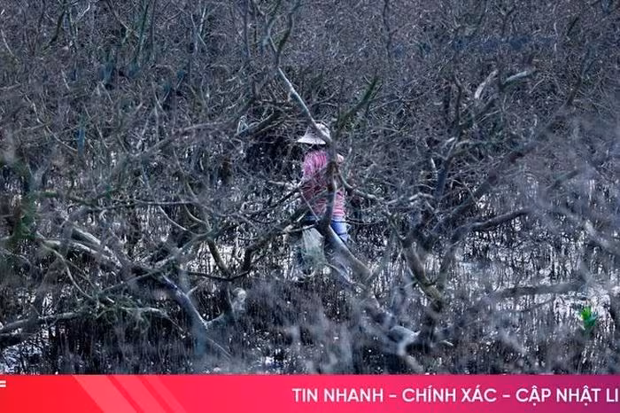 Giải mã hiện tượng rừng ngập mặn Hải Ninh chết khô: Do thiên tai hay ô nhiễm?