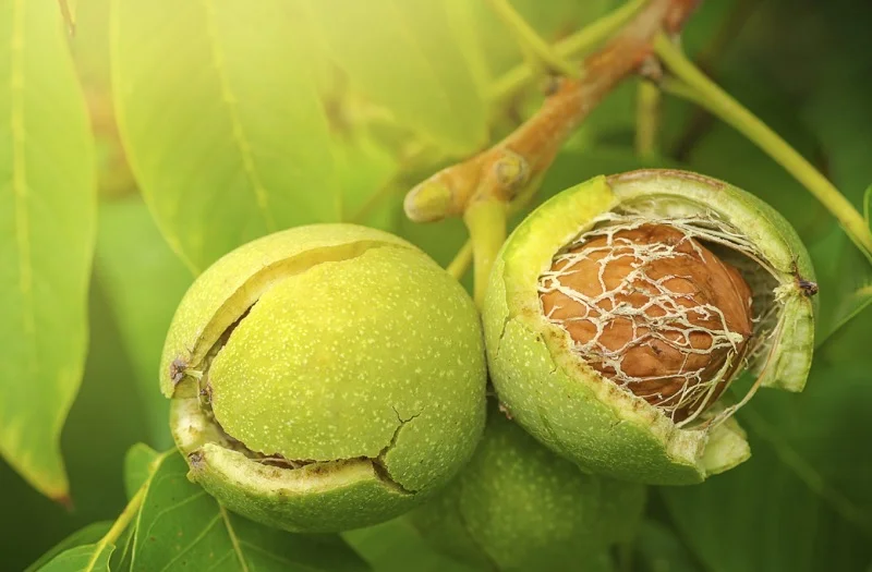 Hạt óc chó rừng tự nhiên vùng núi Lào Cai với giá trị dinh dưỡng cao