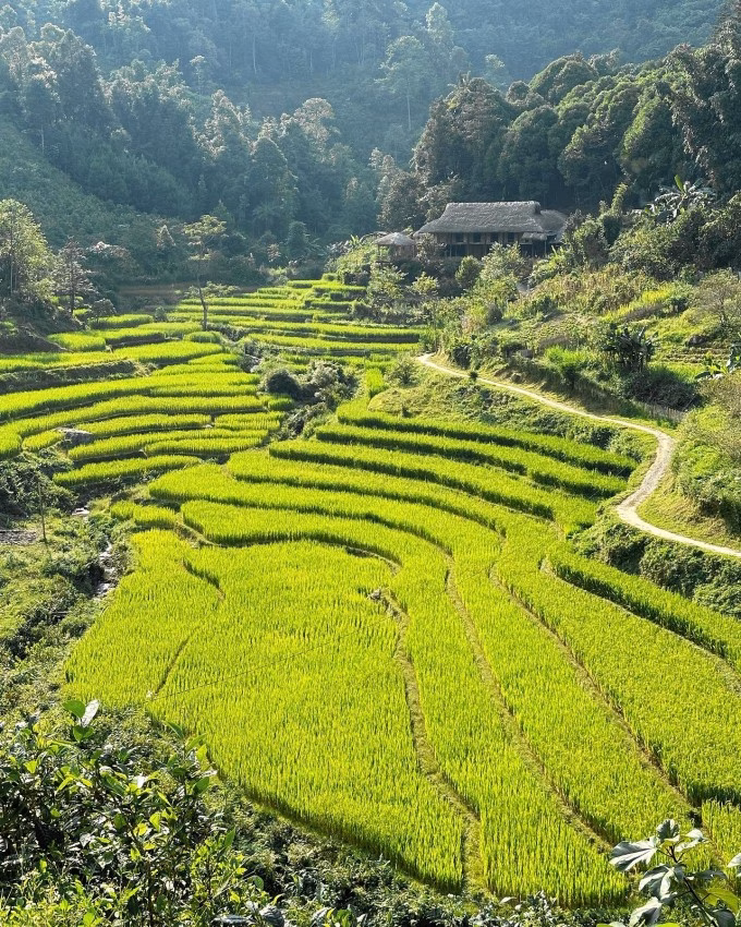 Khung cảnh y&ecirc;n b&igrave;nh của đồi tr&agrave; xanh v&agrave; ruộng bậc thang tại Bản Liền L&agrave;o Cai
