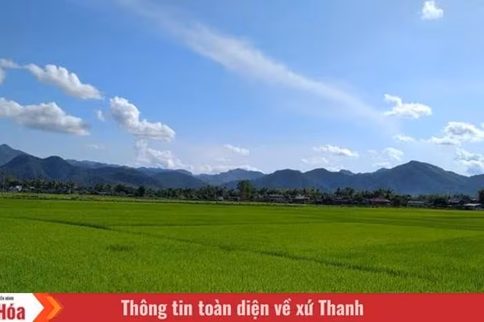 Ký Ức Tháng 4: Hương Lúa Đòng Đòng Và Tình Nghĩa Quê Nhà