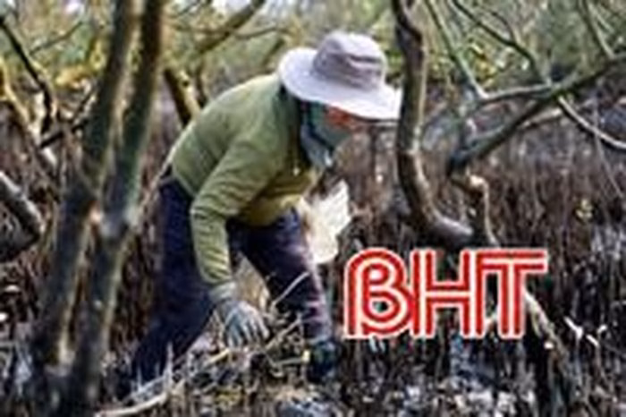 Nỗ lực bảo vệ và phục hồi rừng ngập mặn ven biển Hà Tĩnh