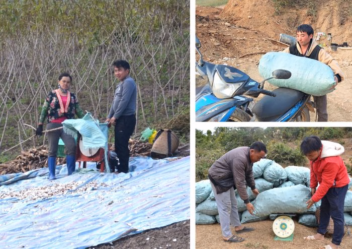 N&ocirc;ng d&acirc;n thu hoạch sắn tại v&ugrave;ng cao