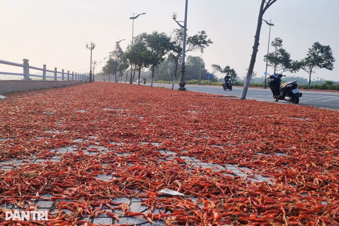 Ớt được phơi kh&ocirc; chờ tăng gi&aacute; để b&aacute;n