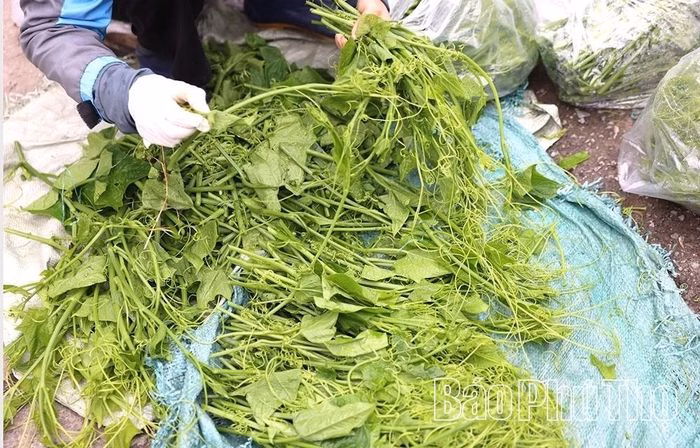 Rau su su sau khi thu hoạch được ph&acirc;n loại v&agrave; b&oacute; cẩn thận