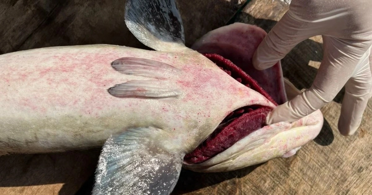 Thảm họa cá bớp tại Lý Sơn: Nguyên nhân gây chết 90 tấn cá, thiệt hại 16 tỷ đồng