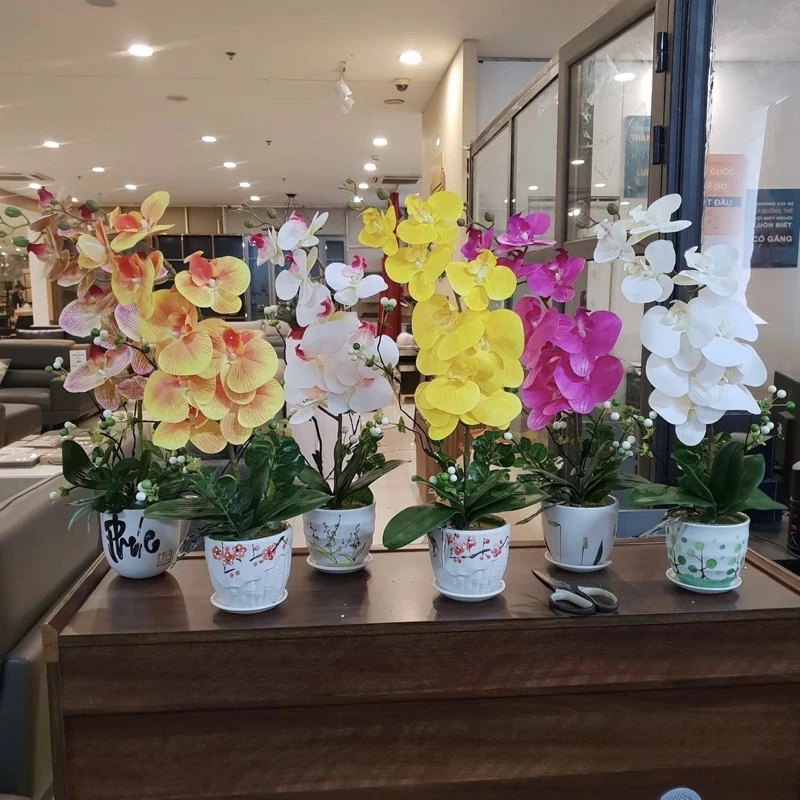 Bạn có đang làm sai khi đặt lan trong chậu ở phòng khách? Bí quyết chăm sóc cho người mới mua năm 2026