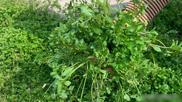 Lưu &yacute; khi chọn v&agrave; chế biến rau cỏ ch&acirc;n vịt