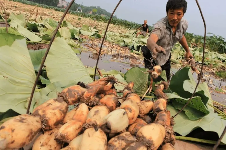 Qu&aacute; tr&igrave;nh thu hoạch củ sen thủ c&ocirc;ng tại ruộng