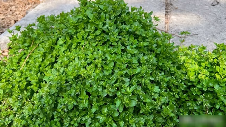 Thảm cỏ ch&acirc;n vịt mọc lan tr&agrave;n ở những v&ugrave;ng đất ẩm