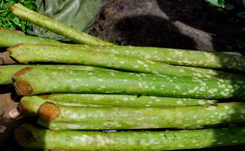 Thân cây chột nưa đặc sản xứ Huế được chế biến thành nhiều món ăn hấp dẫn