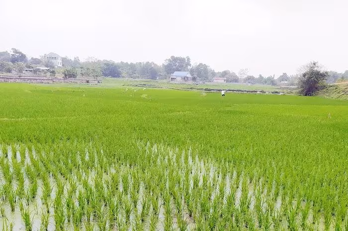 Vụ lúa đông xuân ở Thái Nguyên: Từ khay mạ nhựa đến niềm hy vọng mùa vàng