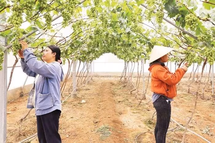 Du Lịch Vườn Nho Khánh Hòa: Hành Trình Chạm Vào Vị Ngọt Miền Nắng Gió