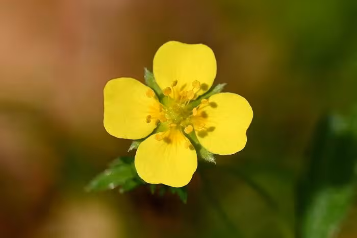 Hoa Tormentil: “Vũ khí” thiên nhiên tiêu diệt siêu vi khuẩn kháng thuốc