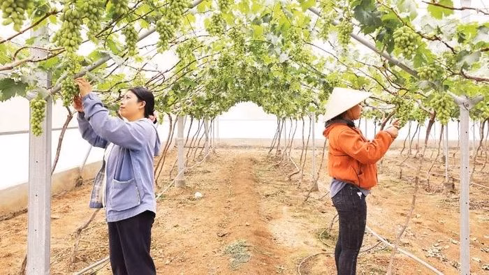 Nông dân thu hoạch nho tại phường Đô Vinh, tỉnh Khánh Hòa trong mùa vụ chín rộ