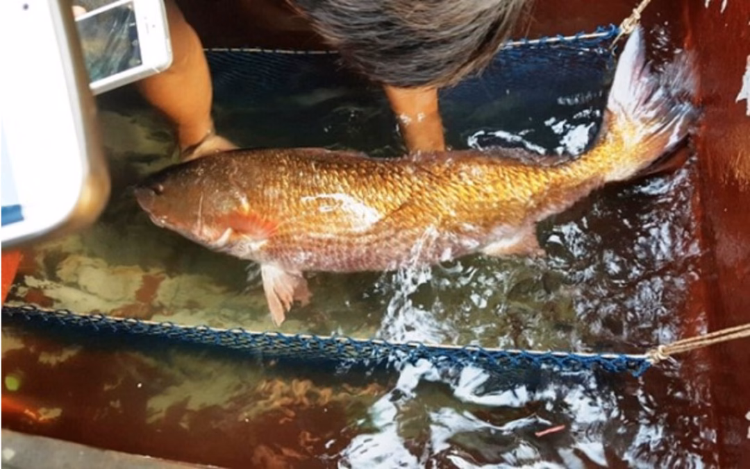 Loài cá Việt Nam "giá tiền tỷ", trong bụng chứa báu vật khiến giới nhà giàu săn lùng khắp châu Á- Ảnh 3.