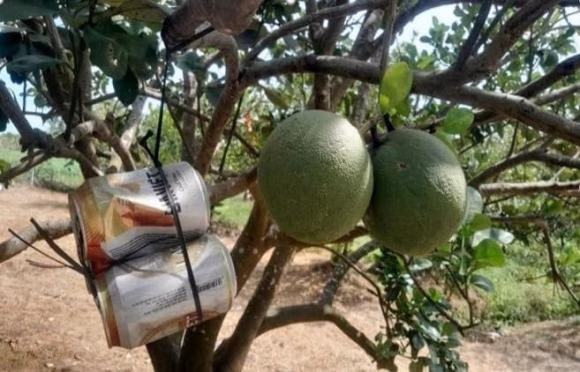 Nông dân Tây Ninh trồng bưởi sạch bằng cách nuôi kiến vàng