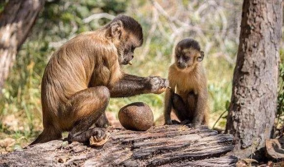 Sử dụng lửa Sử dụng lửa