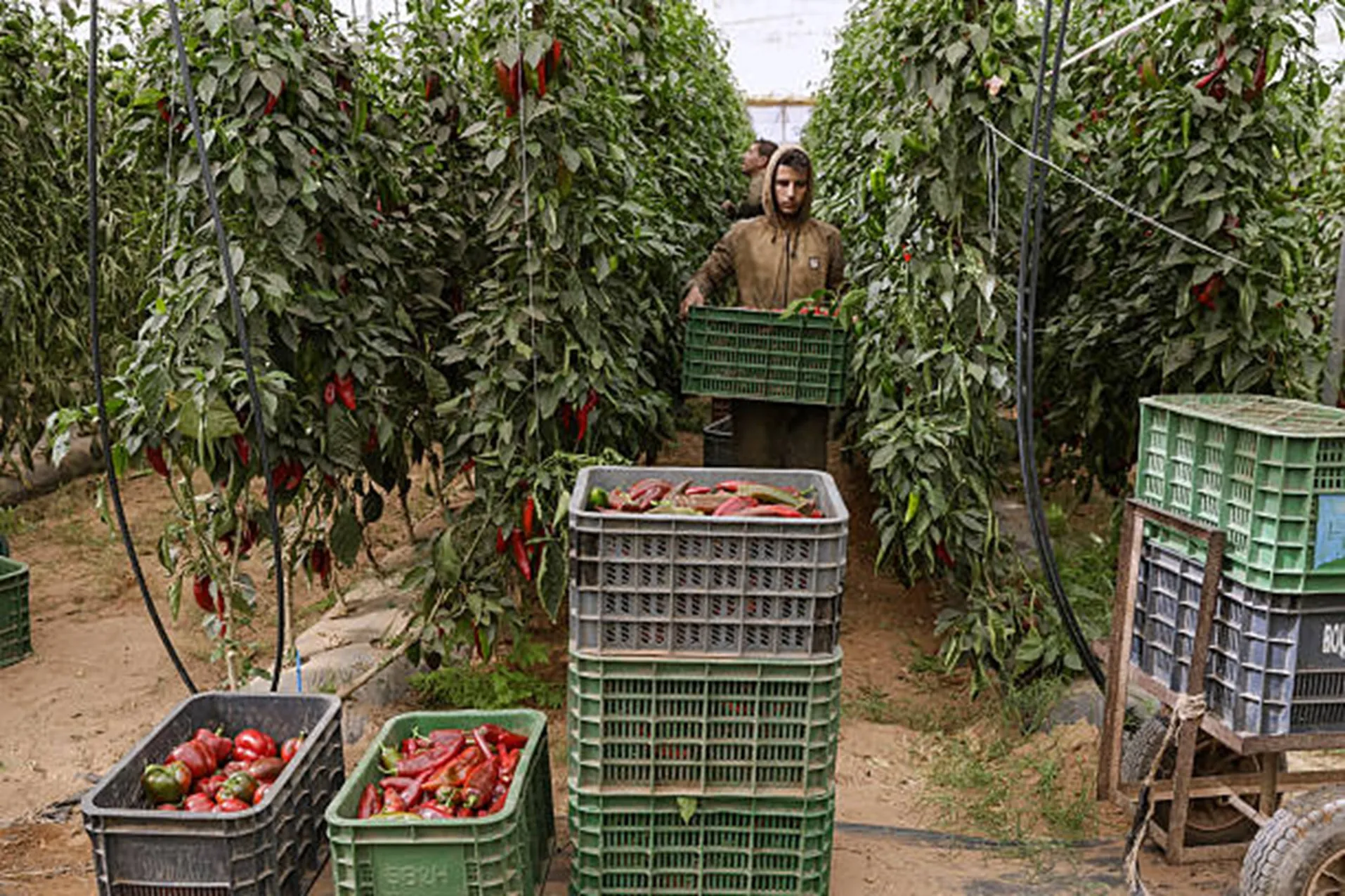 Nông nghiệp Maroc Nông nghiệp Maroc