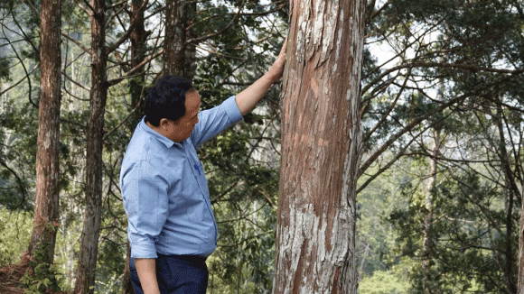 Rừng Pơ Mu quý hiếm tại Yên Bái