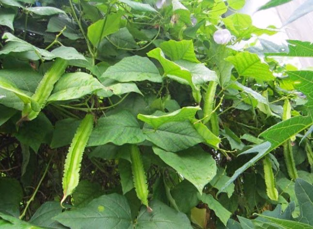 Đậu rồng - 'vàng xanh' mới Đậu rồng trở thành 'vàng xanh'