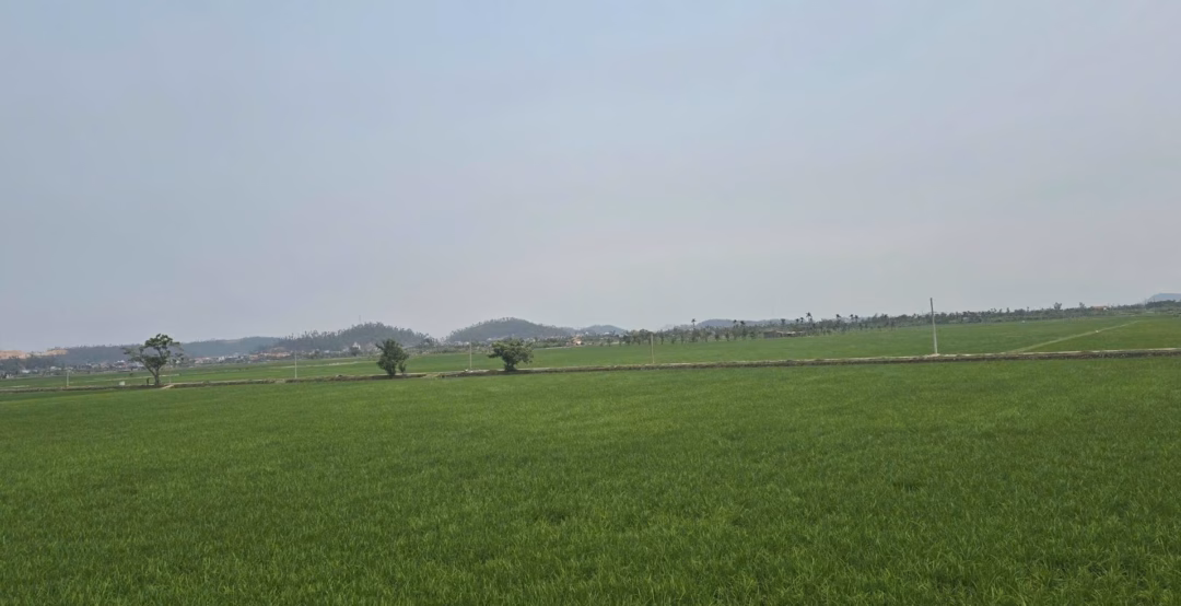 Hải Phòng: Nông dân tích tụ đất, đầu tư công nghệ hiện đại tăng năng suất Anh Nguyễn Văn Hùng đã làm chủ cả cánh đồng lúa rộng lớn này bằng máy móc, công nghệ hiện đại. Ảnh: Đinh Mười.