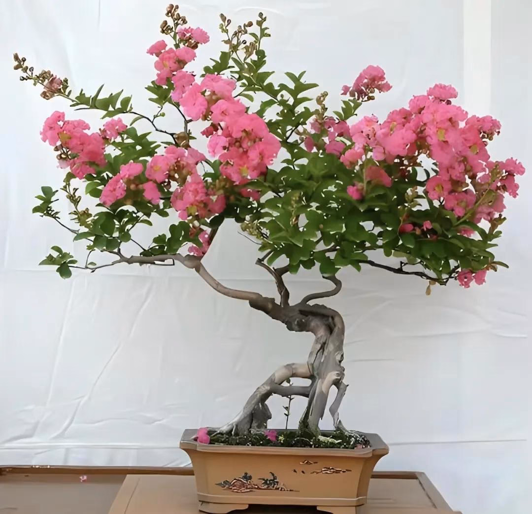 6 Loại Cây Cảnh Trường Thọ Được Ưa Chuộng Của Người Sành Cây 6 loại cây cảnh trường thọ người giàu hay trồng: Có cây sống 200 năm, hoa vẫn nở sau khi chủ nhân mất- Ảnh 5.