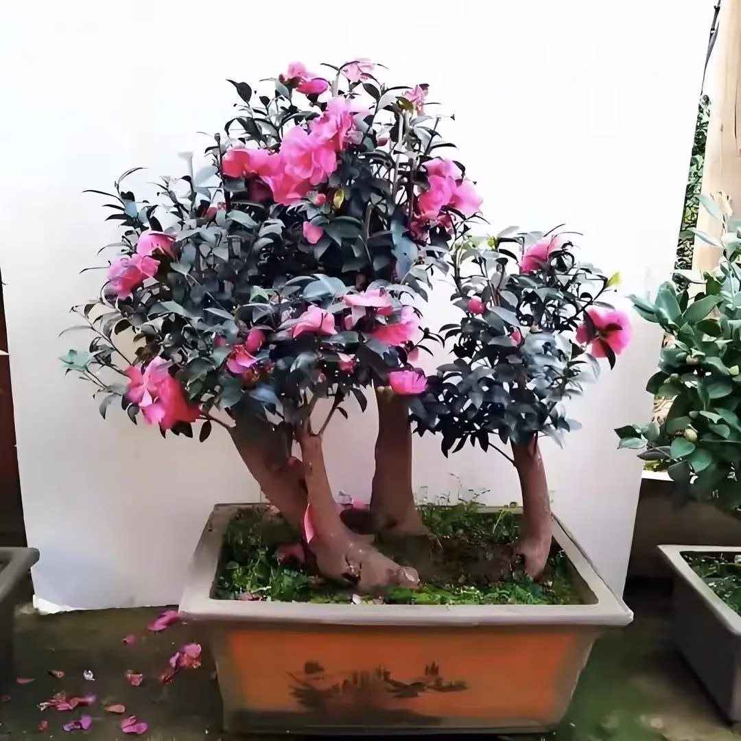6 Loại Cây Cảnh Trường Thọ Được Ưa Chuộng Của Người Sành Cây Với dáng đẹp, hoa dày cánh, nhiều màu sắc (hồng, đỏ, trắng...), hoa trà được ví như “mẫu đơn mùa đông”. Đây là loài hoa nở vào mùa lạnh, mang lại cảm giác ấm áp, quý phái.