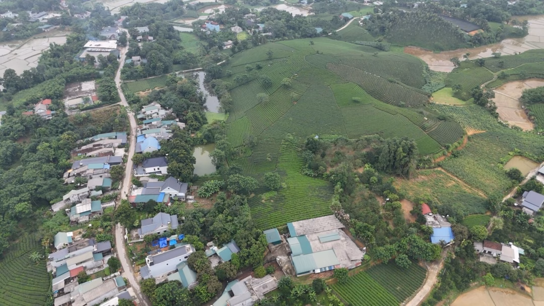 Cây chè giúp người dân Tuyên Quang thoát nghèo Trồng hoa thiên lý, hái liên tục, tiền liền tay, dân một xã mới ở tỉnh Thanh Hóa thu hàng trăm triệu/năm
