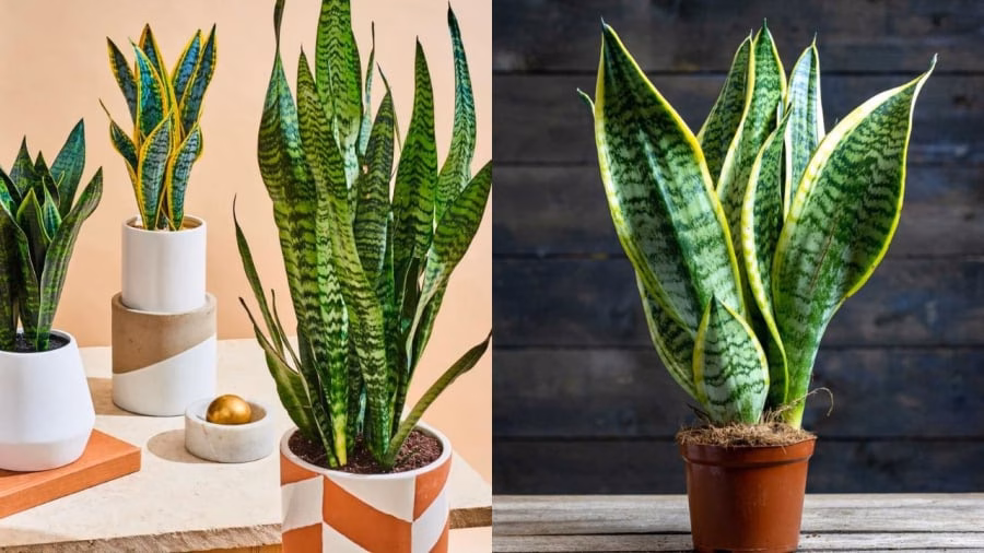 C&acirc;y lưỡi hổ được trồng trong nh&agrave; v&agrave;o năm B&iacute;nh Ngọ 2026 để cầu t&agrave;i lộc v&agrave; thanh lọc kh&ocirc;ng kh&iacute;