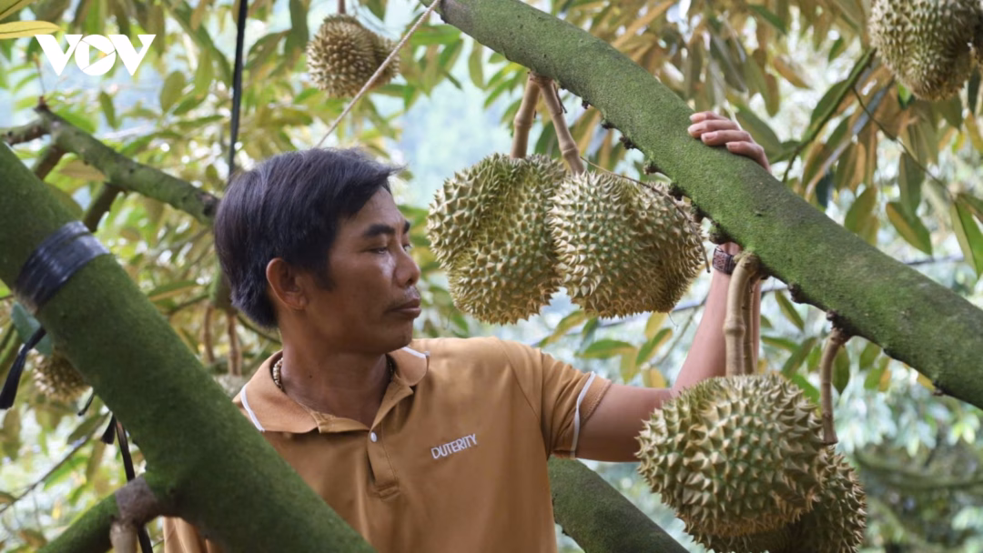 Khánh Sơn phát triển bền vững thương hiệu sầu riêng