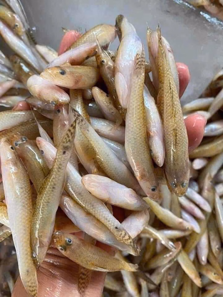 Cá bống sông Đà – đặc sản chỉ có một lần trong năm, giá gần 200.000 đồng/kg
