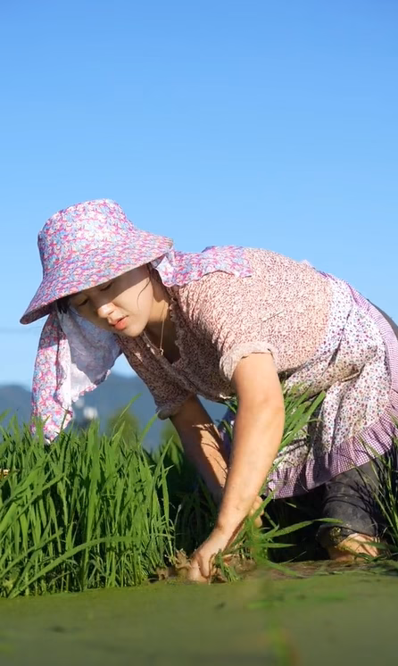 Thẩm Đan trồng lúa.